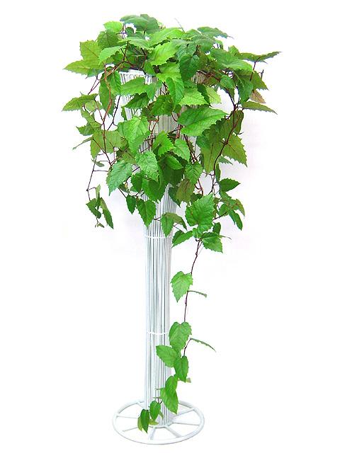 سیسوس (پیچ کانگرو)